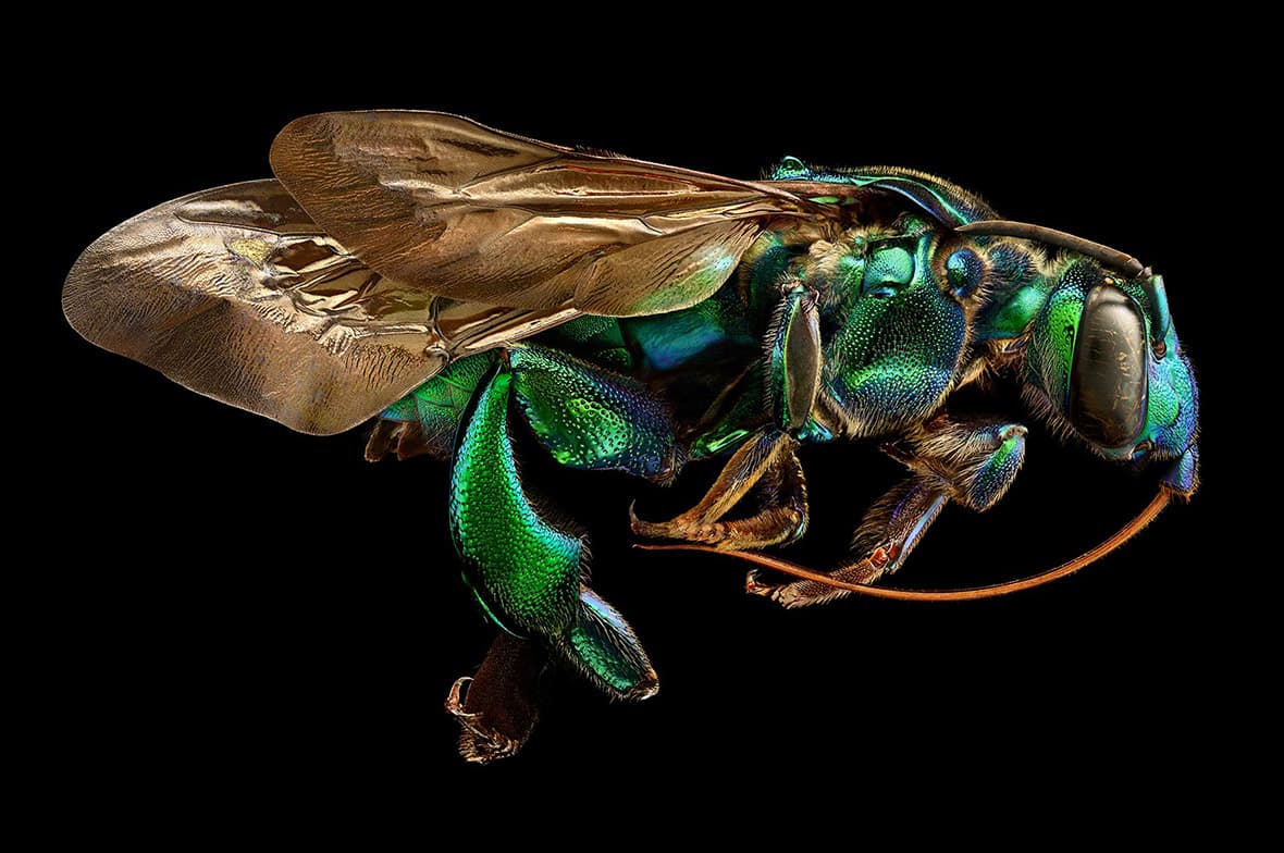 Microsculpture: Incredibly detailed macro insect photographs reveal ...