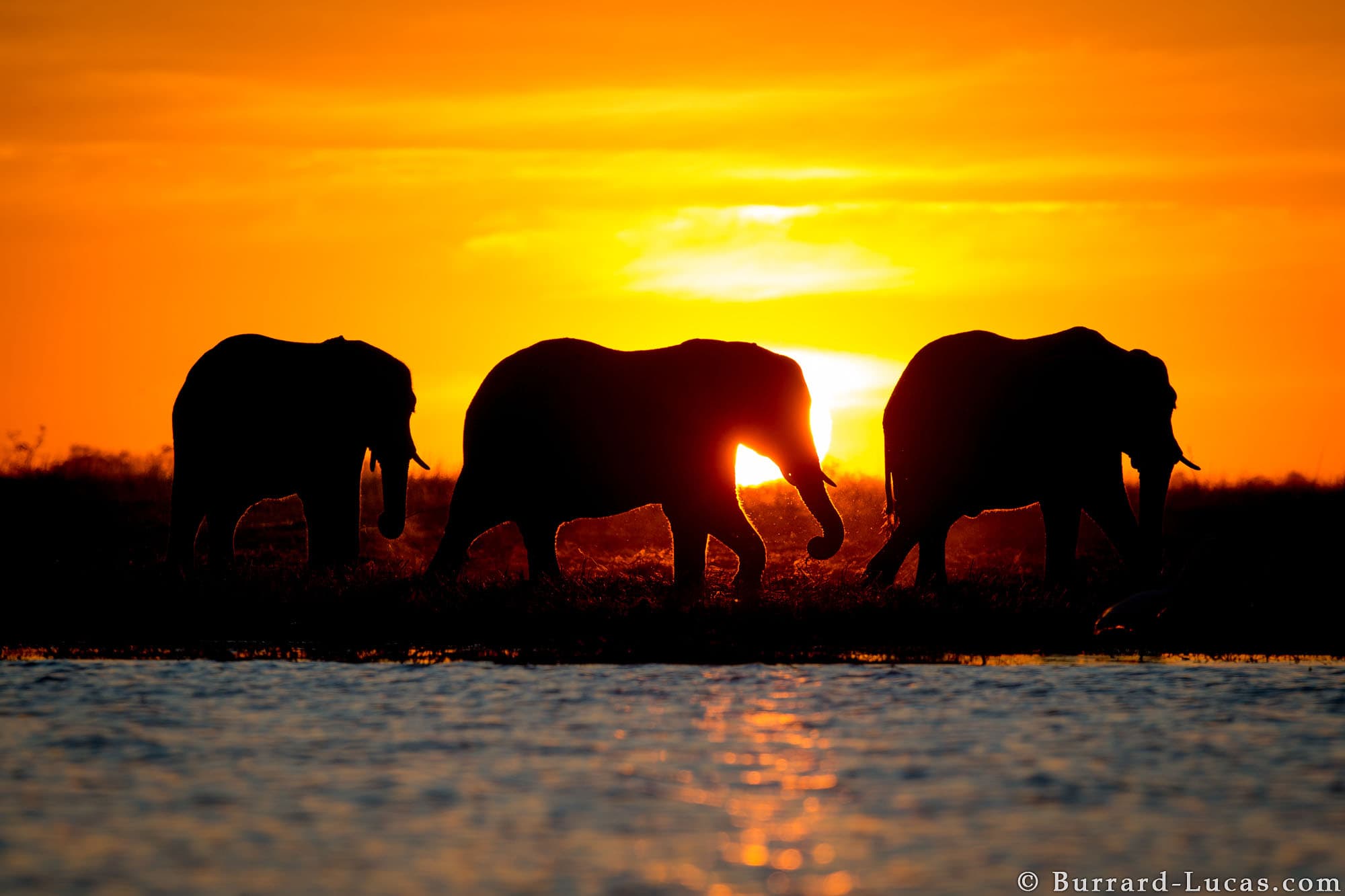 Elephant Sunset - Burrard-Lucas Photography