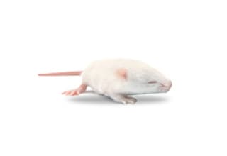 Frozen Mice For Sale – The Big Cheese Rodent Factory
