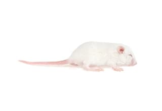 Frozen Mice For Sale – The Big Cheese Rodent Factory