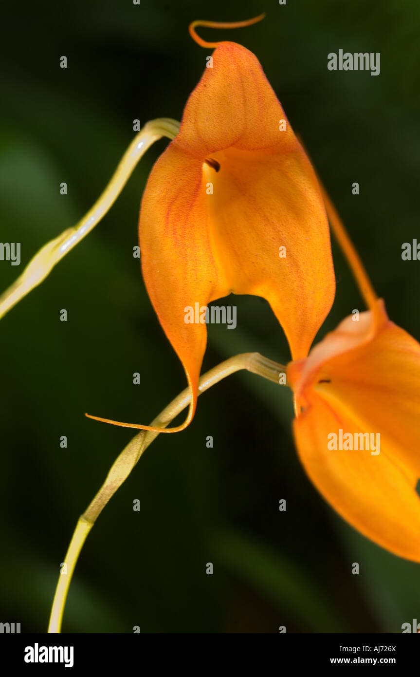 Masdevallia veitchiana var. Prince de Galles Stock Photo - Alamy