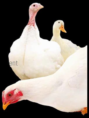 BigFarmNet | Farm Management System | Big Dutchman | USA