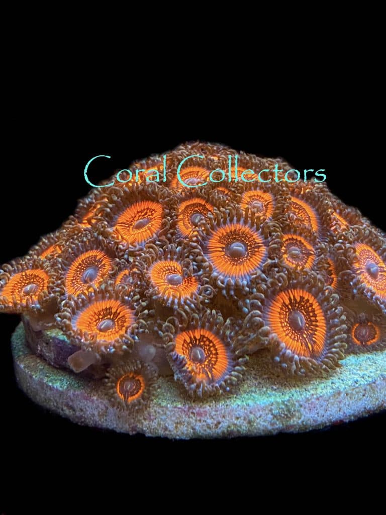 Armor of God Zoanthid | Coral Collectors