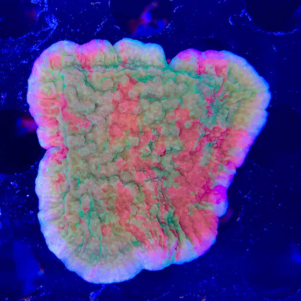 WWC GRAFTED MONTIPORA (PLATING) - Exotic-Corals malaysia farm