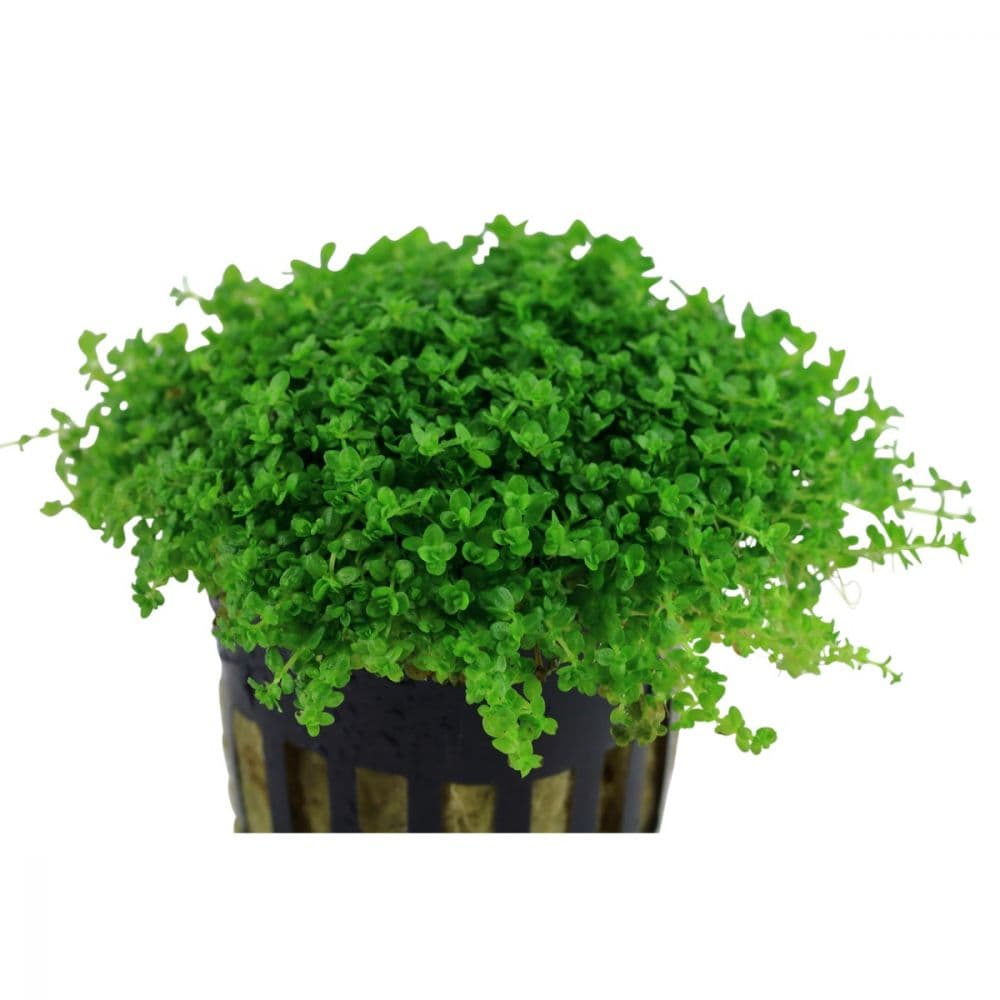 Tropica Plant - Micranthemum callitrichoides Cuba | Green Aqua