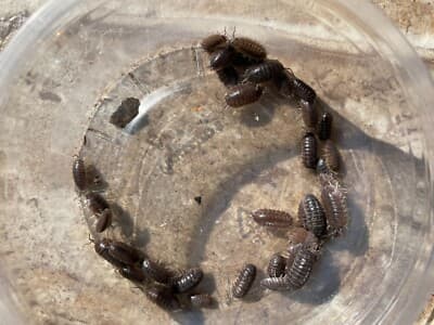 12+ct Live culture mixed isopod species FEEDER/CLEANER Clean-up Crew | eBay