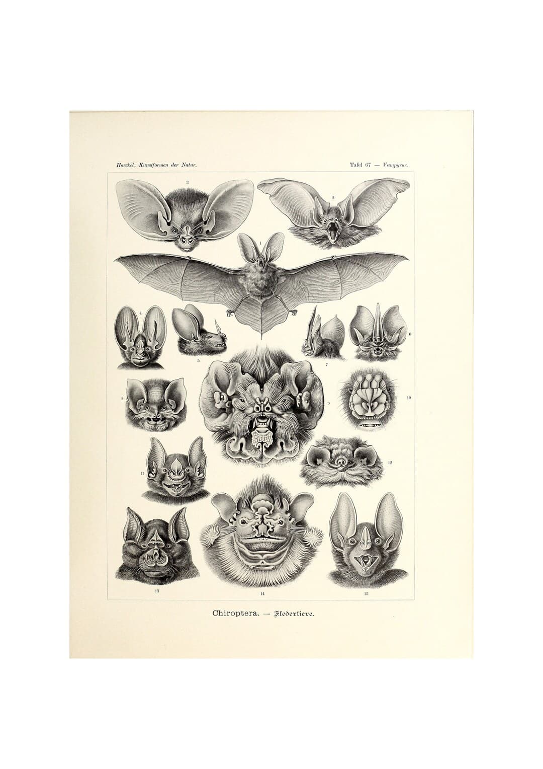 Ernst Haeckel - Art Forms in Nature : Chiroptera - Fledertiere (1904 ...