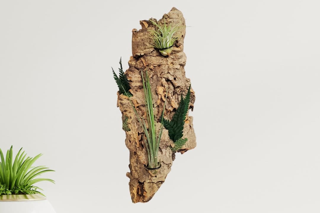 Air Plant Wall Holder With Live Mounted Plants, Living Vertical Cork ...