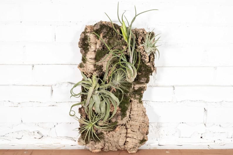 DIY Cork Bark Mounts With Tillandsia Air Plants | Multiple Sizes- Bulk ...