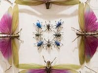19 Jennifer Angus ideas | angus, insect art, bug art