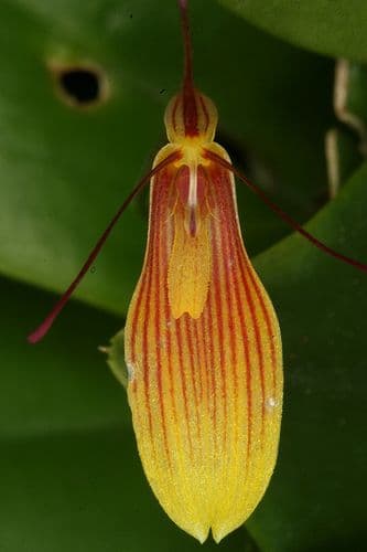 Restrepia trichoglossa 5856 | Orchids, Species, Photo