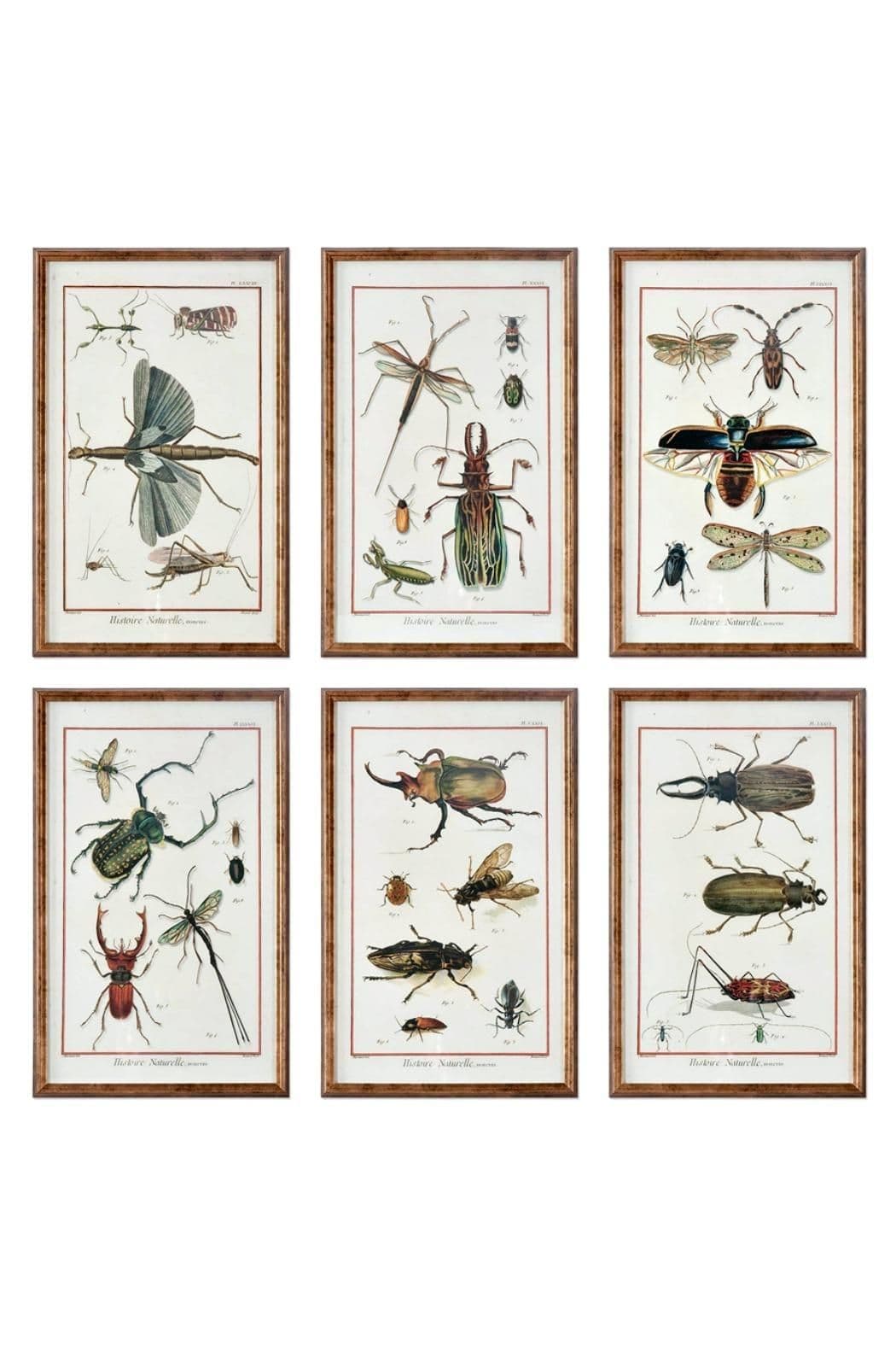 Natural History Insects | Framed wall art sets, Framed insect, Frames ...