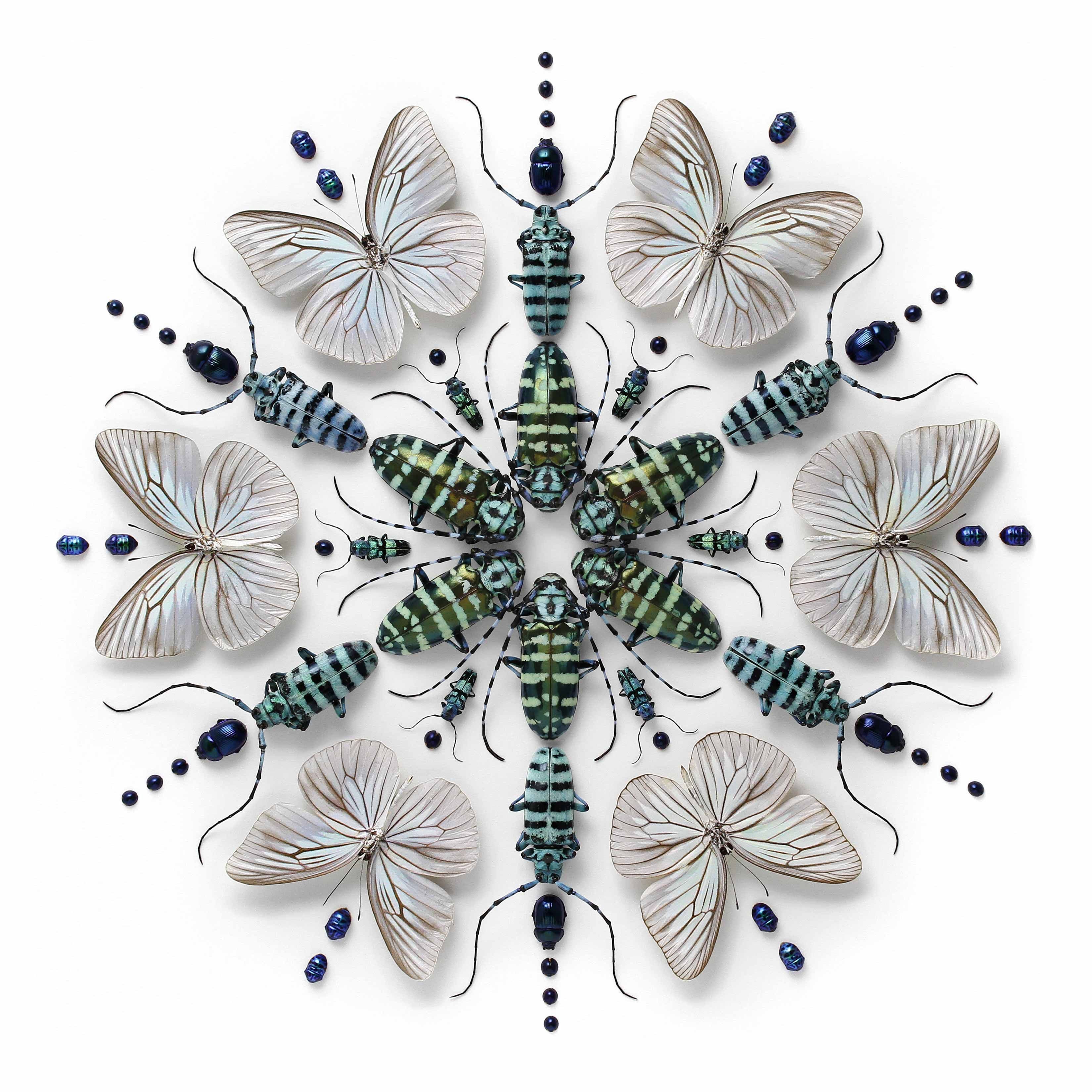Pheromone Wholesale | Christopher Marley | Christopher marley, Insect ...