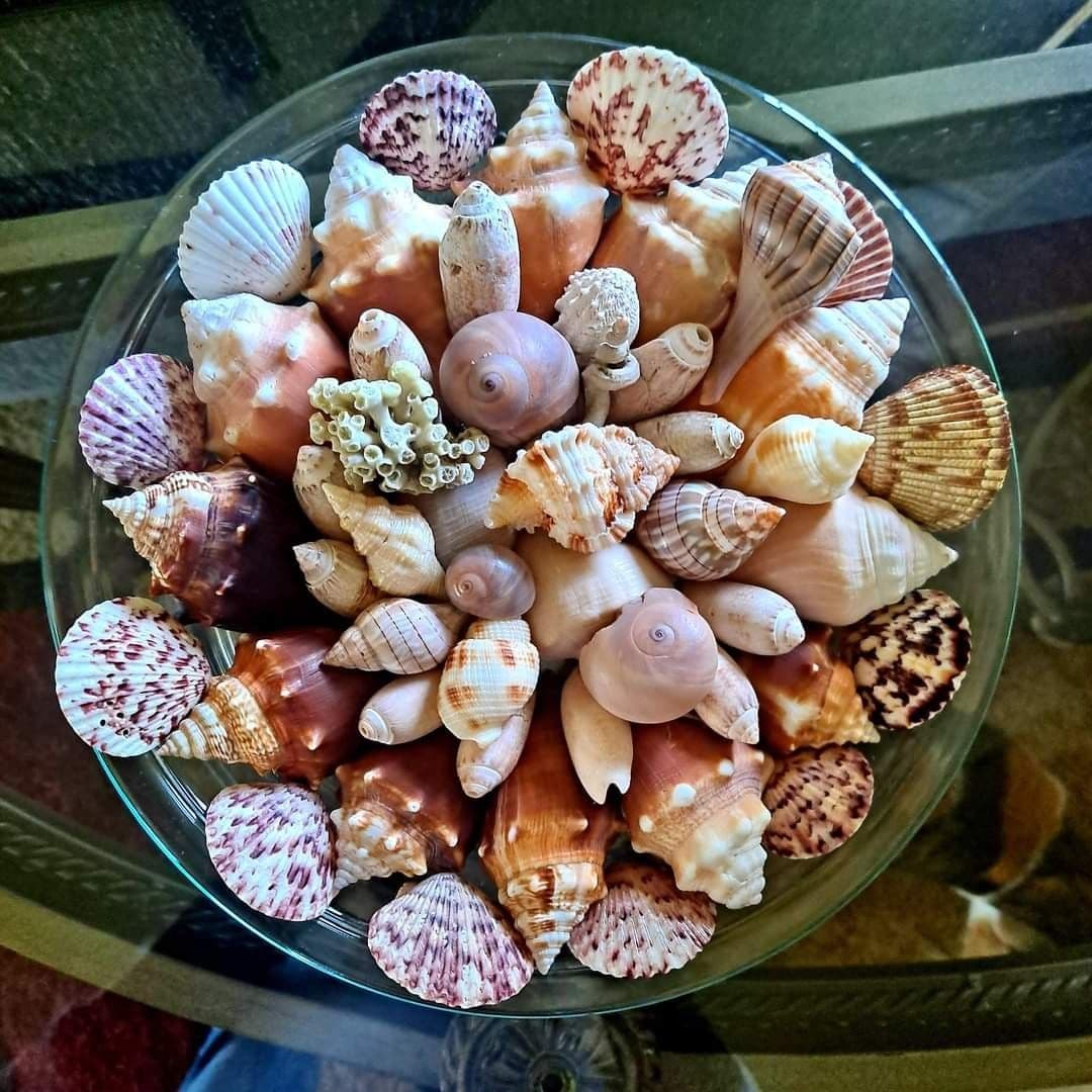 DIY Seashell Craft Display