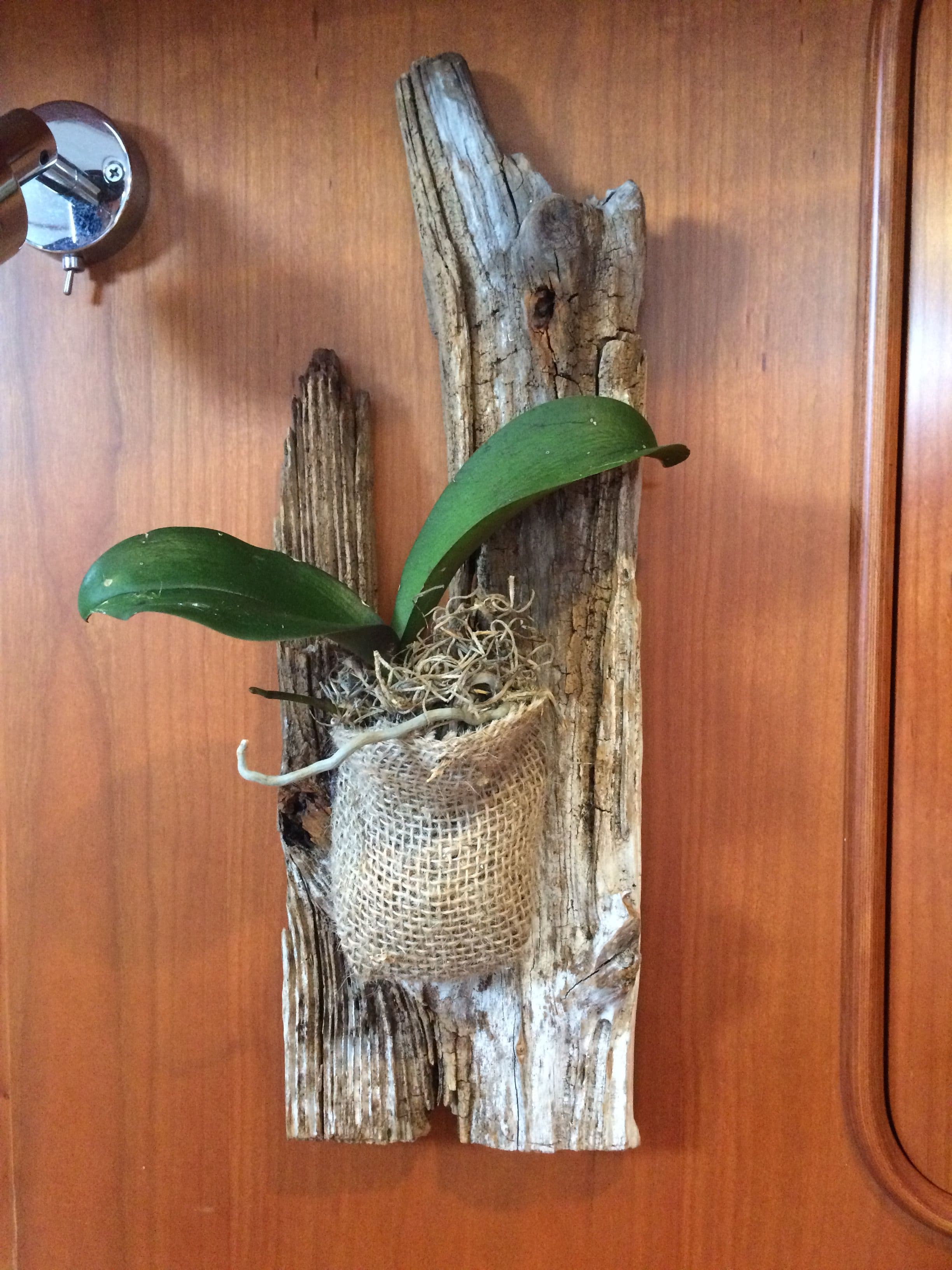 Orchid mounted on drift wood. | Orchids, Growing orchids, Orchids garden