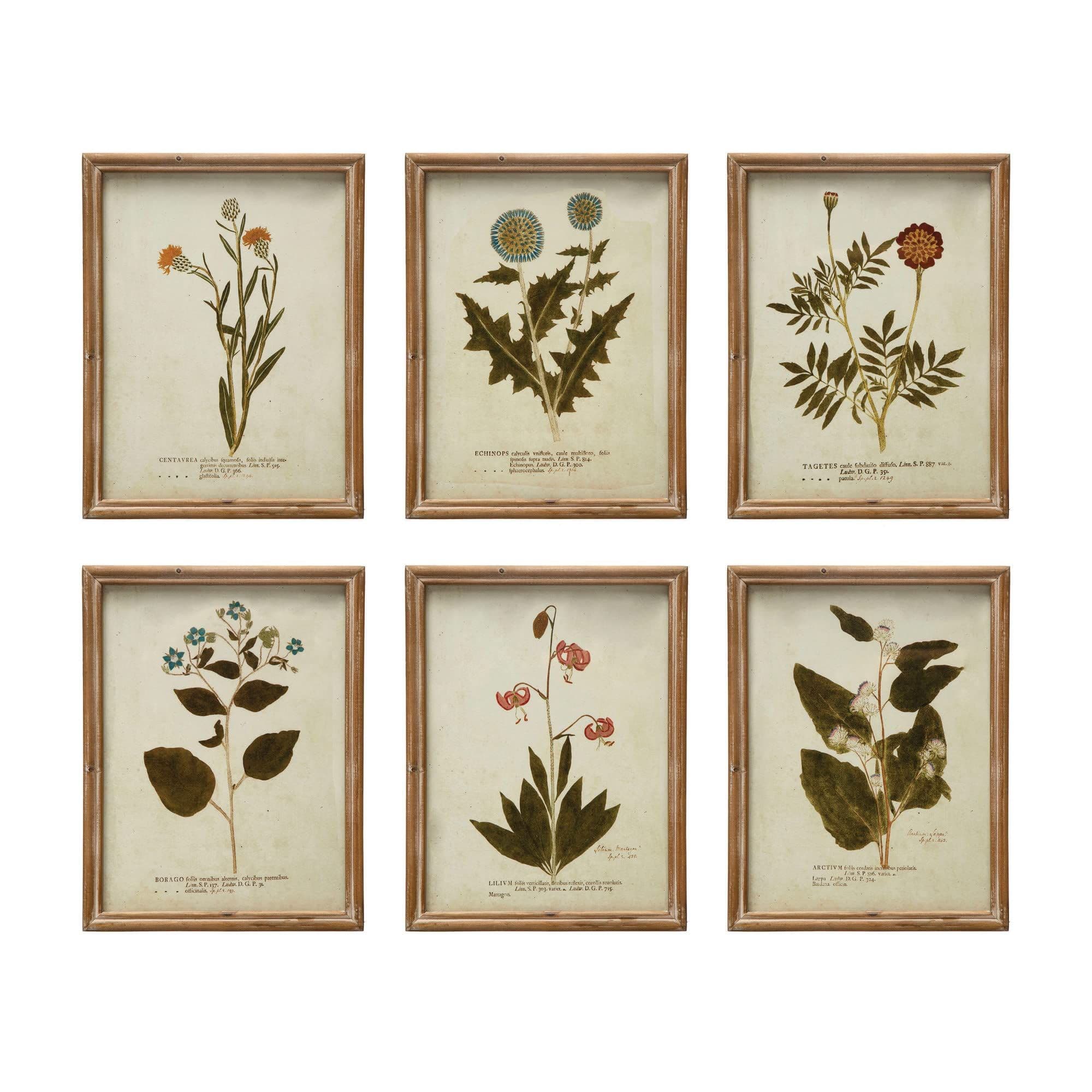 Creative Co-Op Wood Framed Portraits of Botanical Prints, Multicolor ...