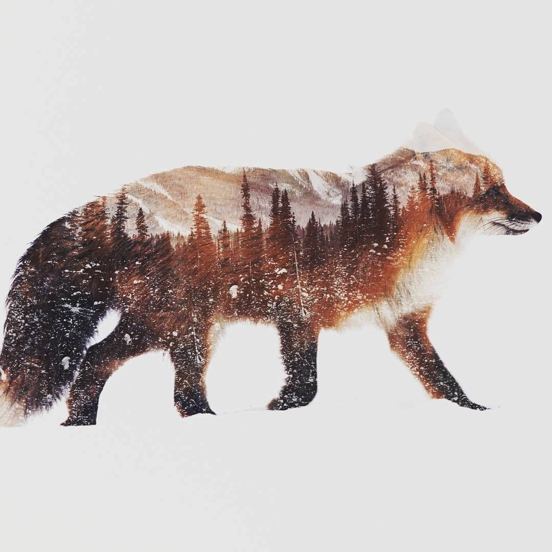 © Andreas Lie | Red fox art, Fox art print, Animal wall art