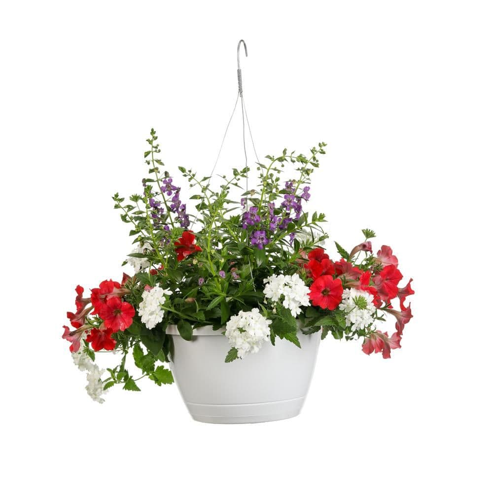 Neat Proven Winners Hanging Basket Combinations Order Plants Online
