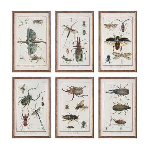Reproduction Prints | Framed wall art sets, Framed insect, Insect print