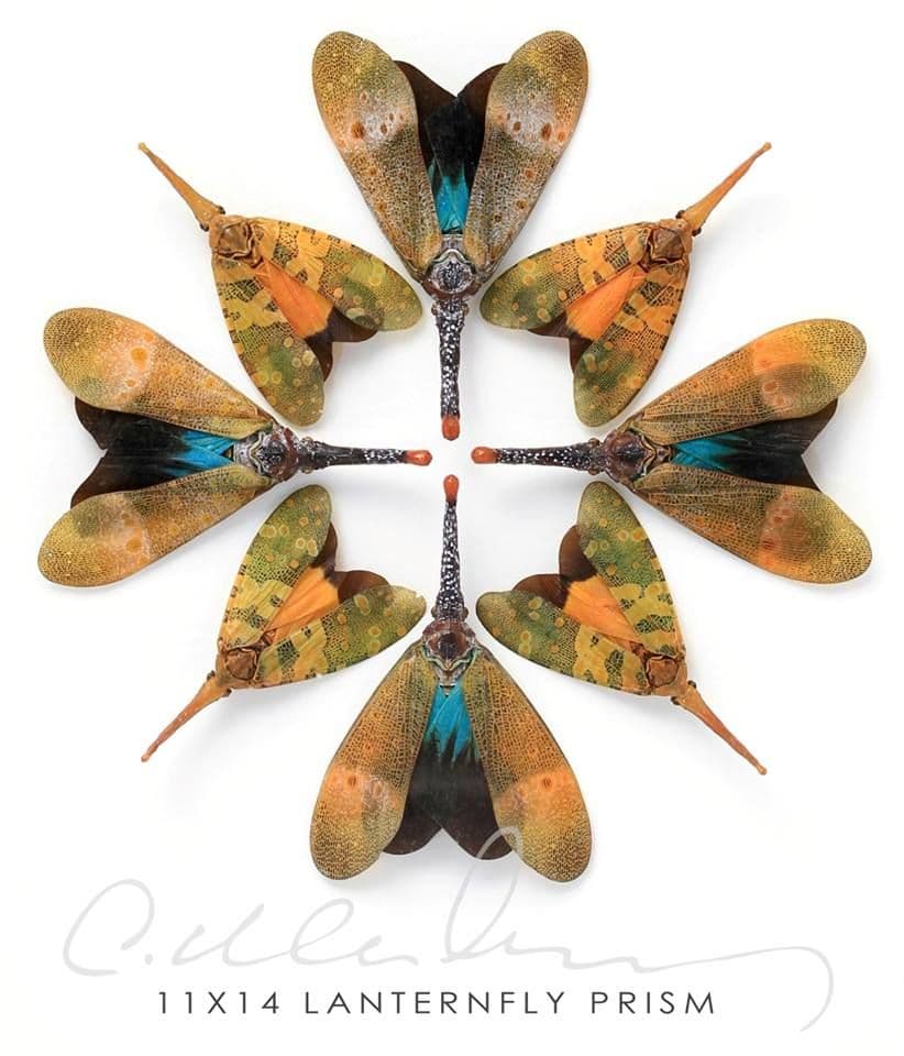 Pheromone by Christopher Marley | Christopher marley, Insect art, Insects