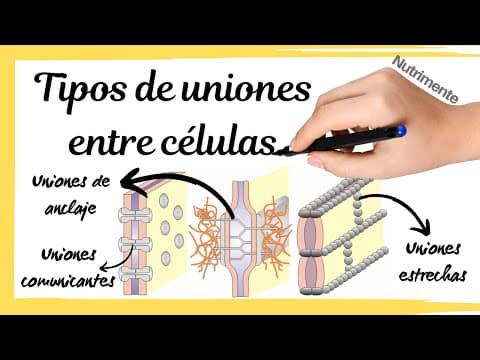 Uniones de anclaje: estructura, función y relevancia clínica - Padua ...