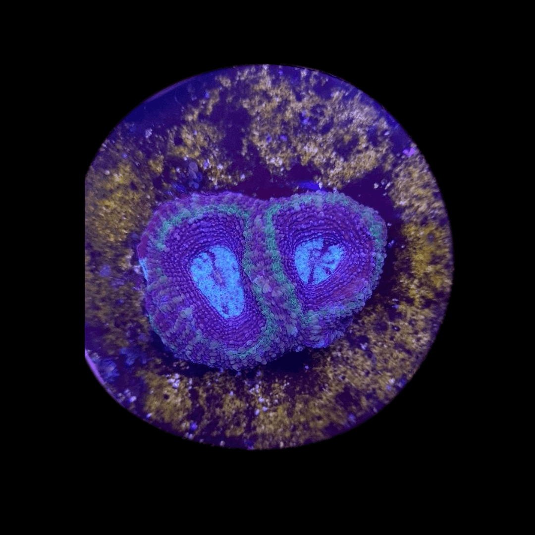 Acanthastrea bowerbanki (Purple) • Koraal Wereld