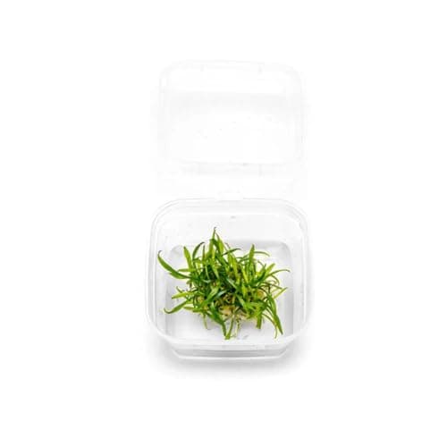 Cryptocoryne parva - Tissue Cultured Aquatic Plant for sale | Bunnycart