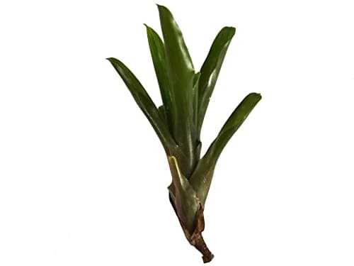 ragnaroc Live Plants - Bromeliad Neoregelia 'Fireball', Large 6" - 2ct - Live Arrival Guaranteed - House Plants for Home Decor & Gift