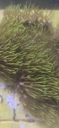 Green Star Polyp Coral - GSP Coral Frags - Star Polyps / Daisy Polyps ...