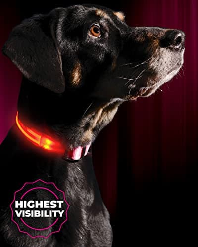 Amazon.com : Illumiseen LED Dog Collar USB Rechargeable - Bright & High ...