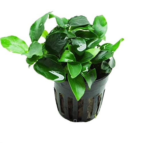 Petite Plants - Анубиас бартера Компакт (Anubias barteri 'Compact')