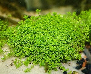 Tropica Plant - Micranthemum callitrichoides Cuba | Green Aqua