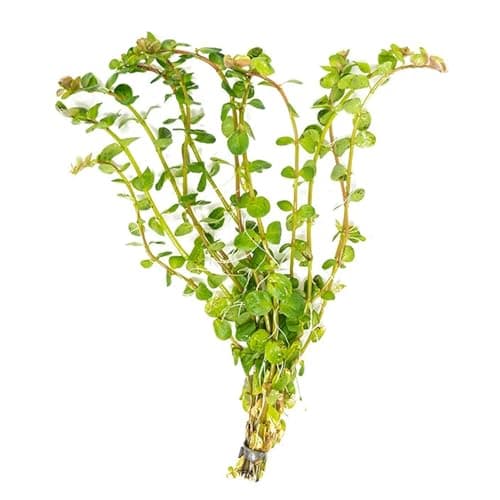 Rotala rotundifolia-green (6 stem cuttings) - Buy 6000+ Plants, Seeds ...