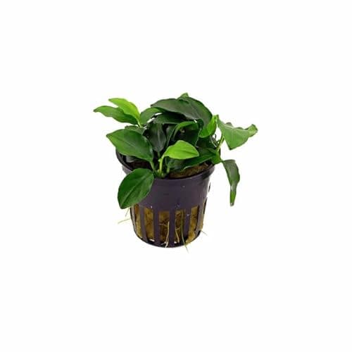 Live Aquatic Plants, Easy Aquarium Plant, Anubias barteri 'Petite', Tropica, Potted