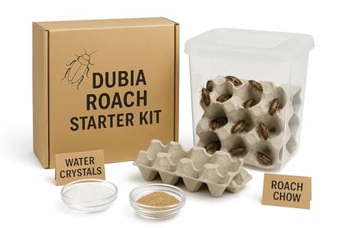 Dubia Roach Starter Colony (Large) Insects By RRF