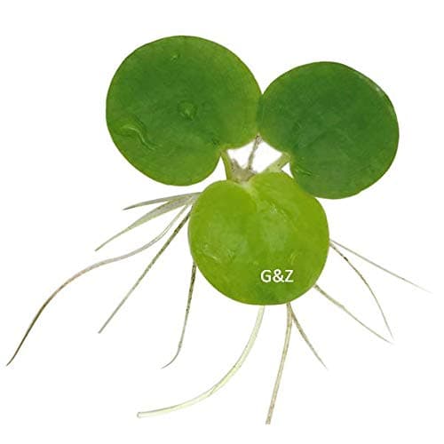 Amazon.com: Amazon Frogbit, Limnobium laevigatum, Live Aquarium/Aquatic ...