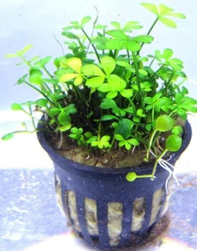 Marsilea hirsuta | Aquasabi - Aquascaping Shop