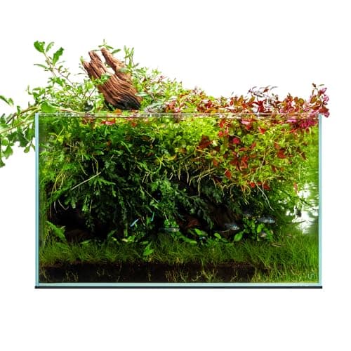 Ultum Nature Systems UNS Rimless Glass Aquarium Tanks - Glass Aqua