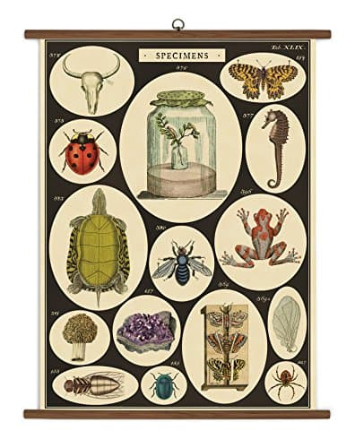1894 Antique Frogs and Toads Engraving