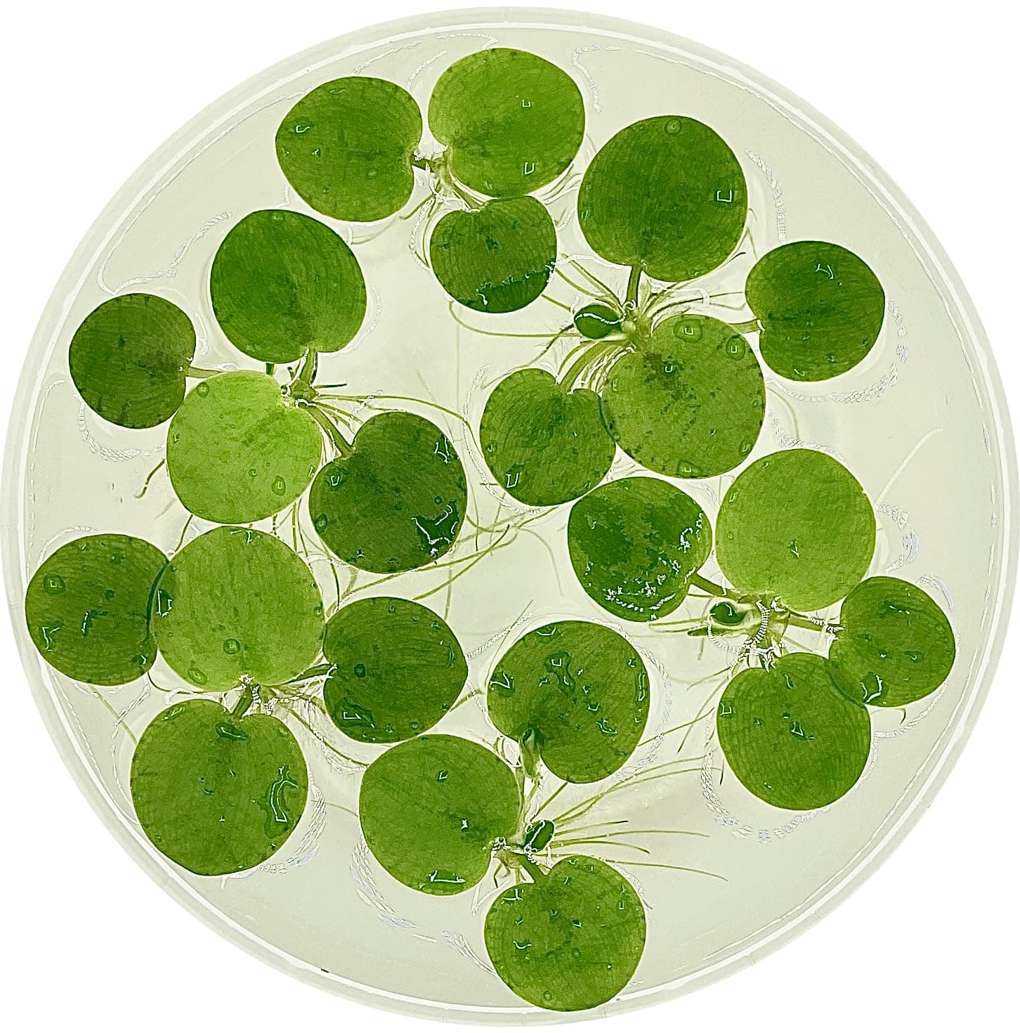 Amazon.com: Amazon Frogbit, Limnobium laevigatum, Live Aquarium/Aquatic ...