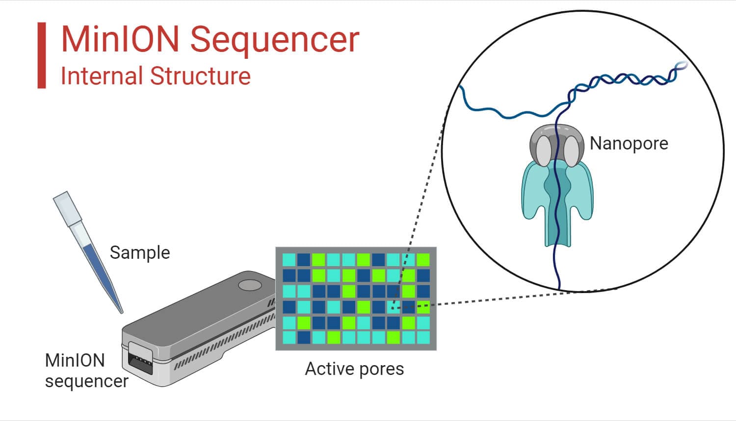 Oxford Nanopore Sequencing: Principle, Protocol, Uses, Diagram