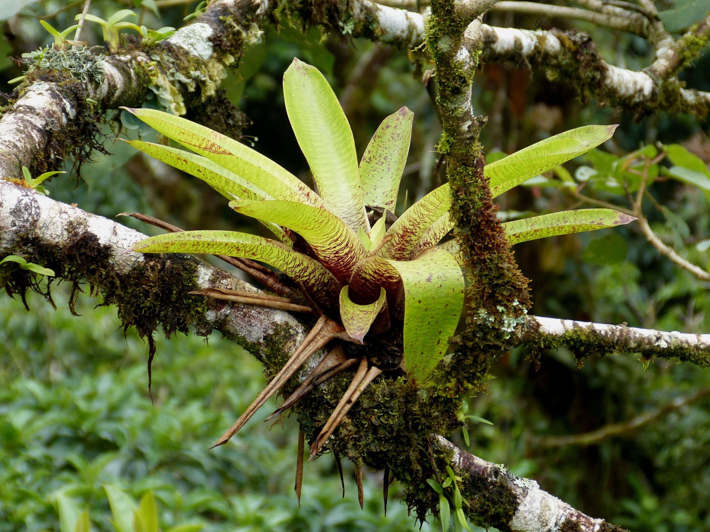 Bromeliad plant grows on tree branch in jungle, costa rica free image ...
