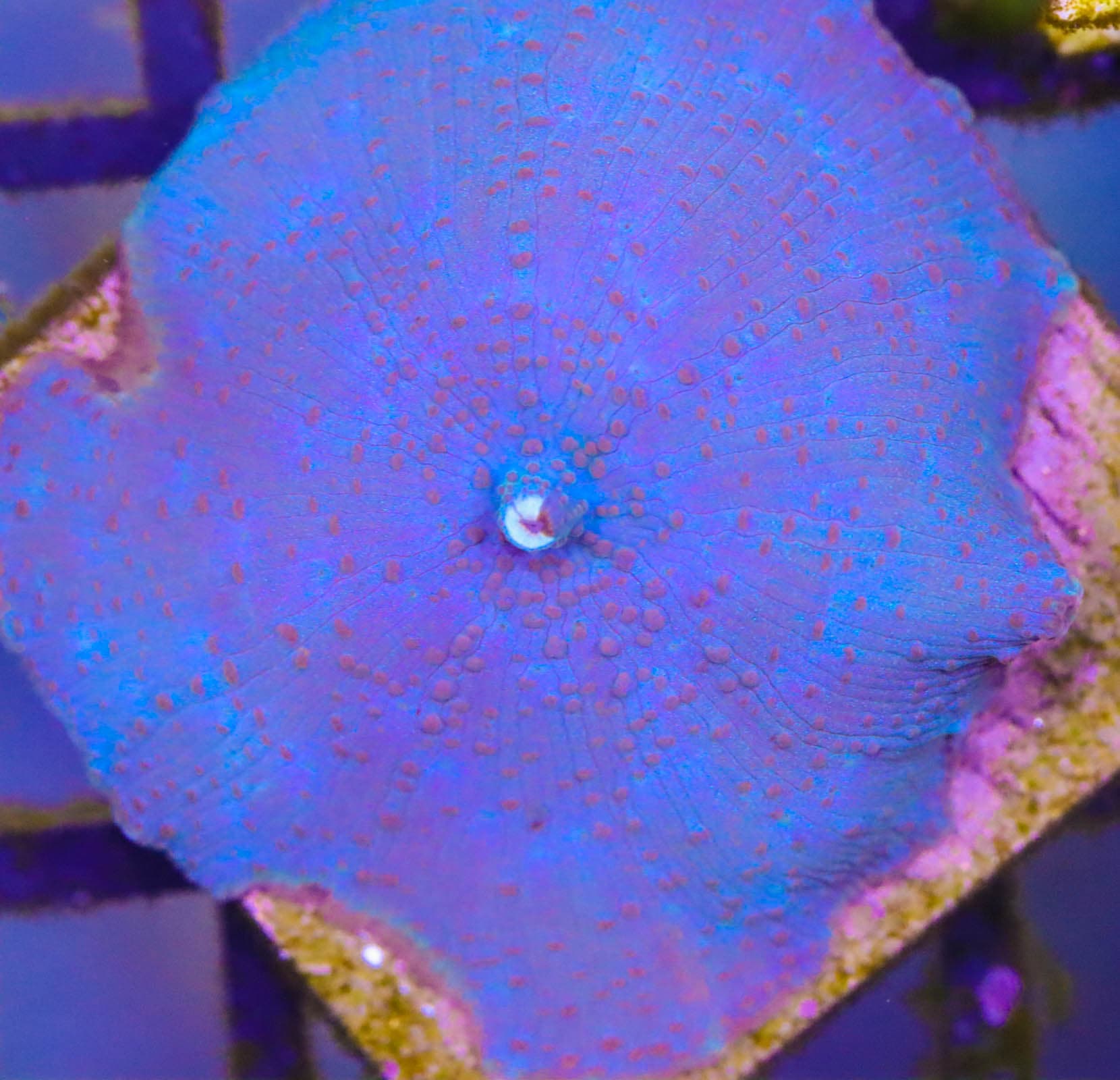 Discosoma Mushroom - Reef Casa