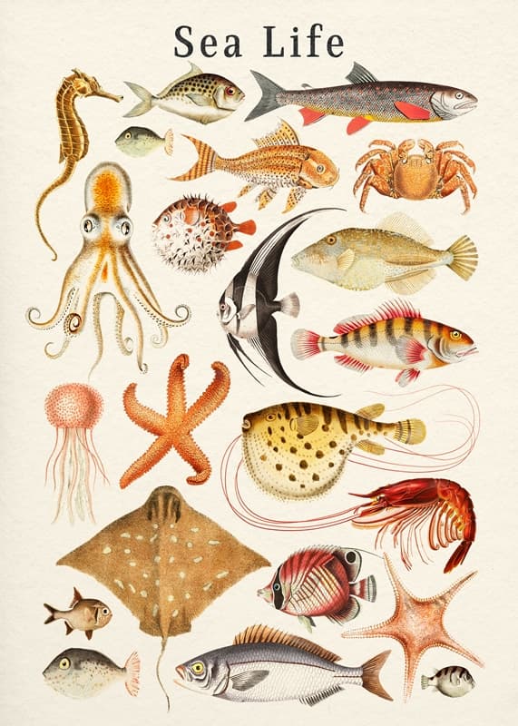 Sea Life Collection posters & prints by Gal Pittel - Printler