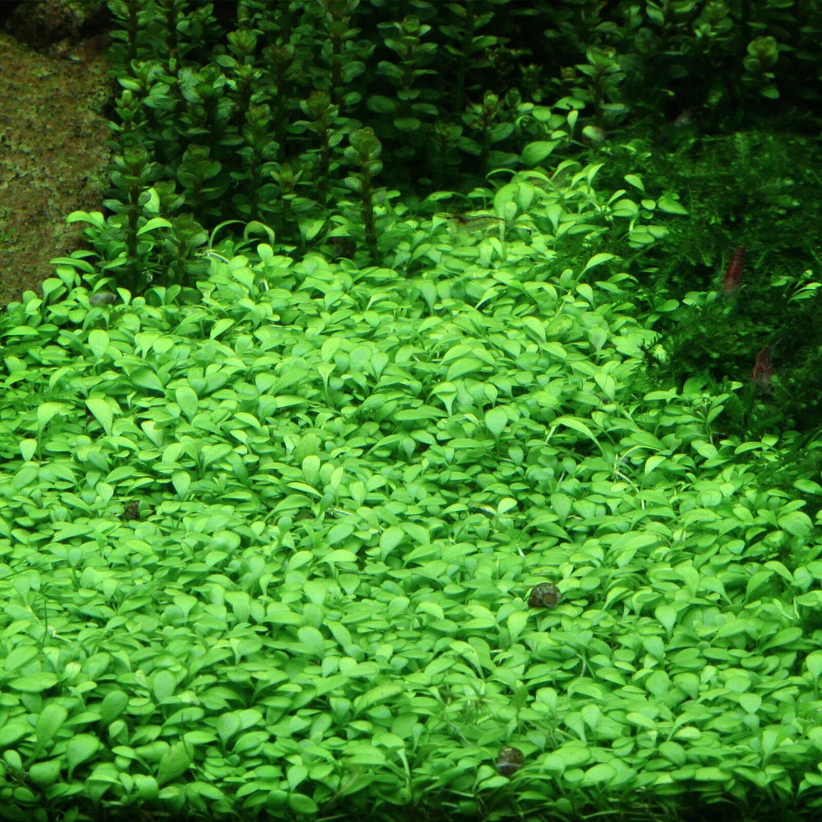 Glossostigma Elatinoides Carpet