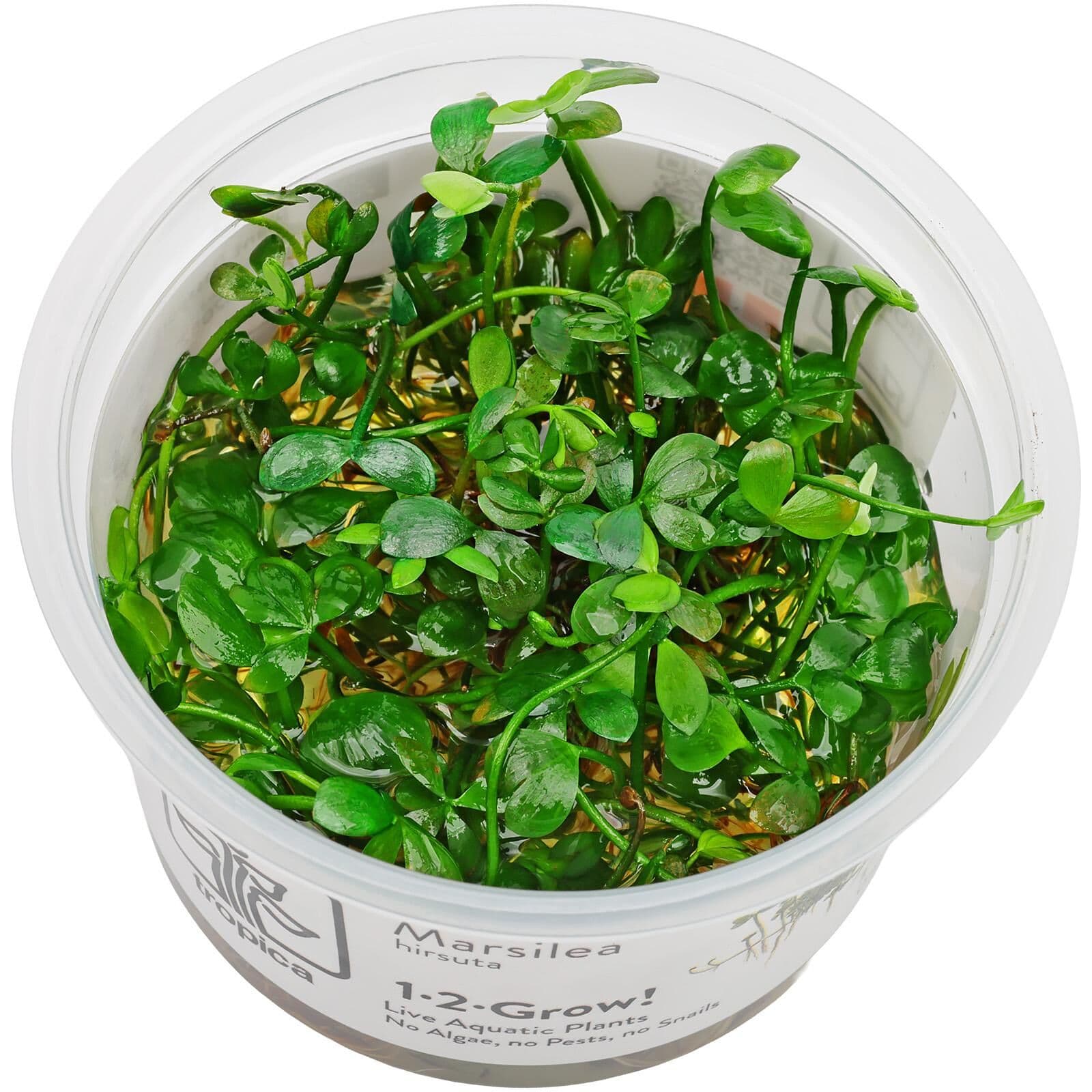 Marsilea hirsuta | Aquasabi - Aquascaping Shop