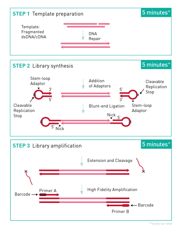 MicroPlex Library Preparation Kit v3 /48 rxns | Diagenode