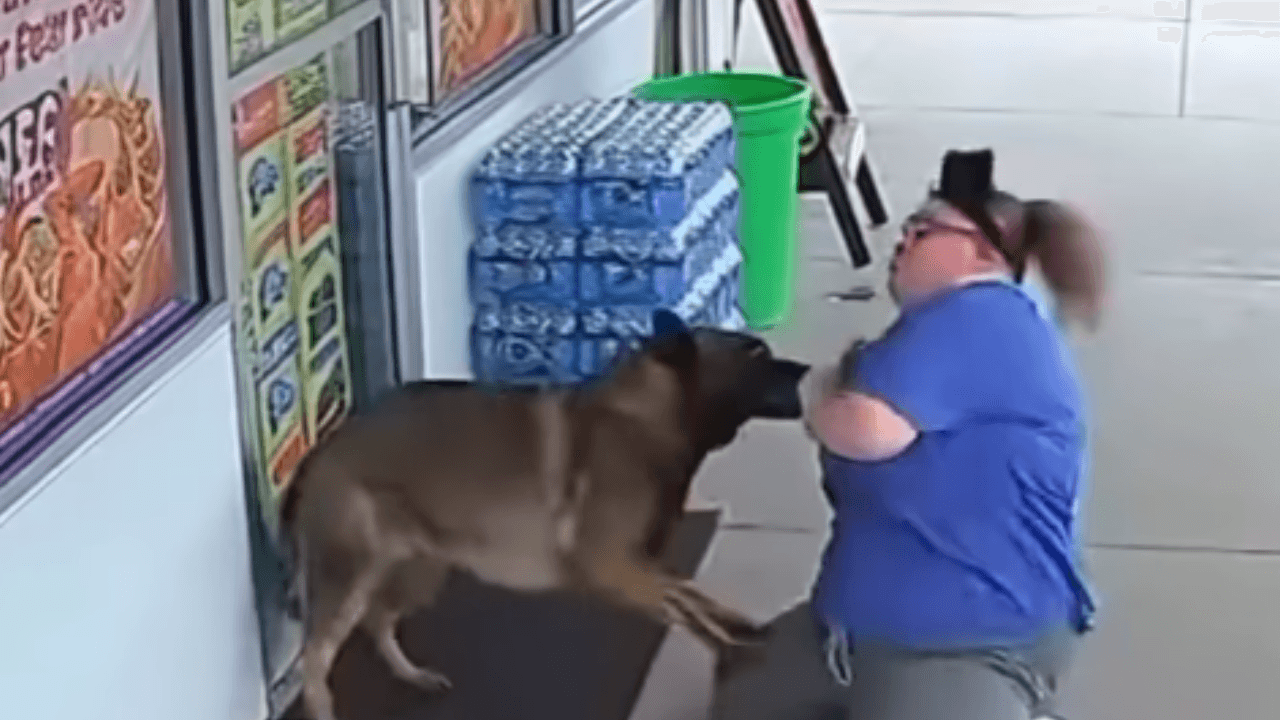 Vídeo: Mulher que se identifica como cachorro é atacada por cão e ...