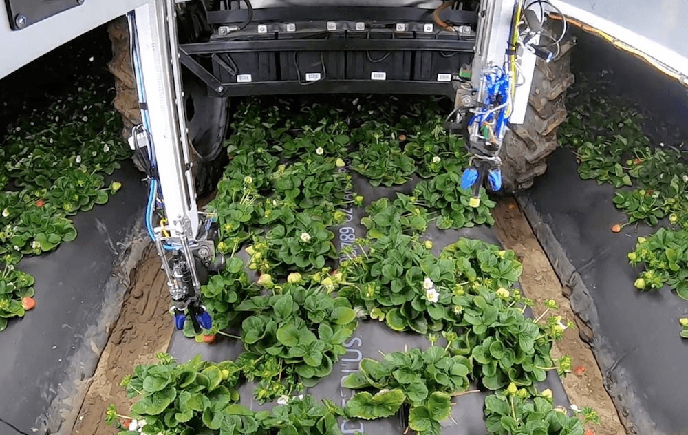 Strawberry picking robot maker Advanced Farm Technologies raises $7.5M