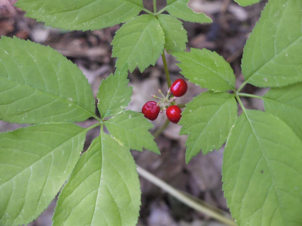 Wild Ginseng Plant Identification